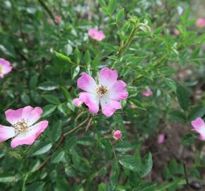Růže půdopokryvná 'Pink Spray'