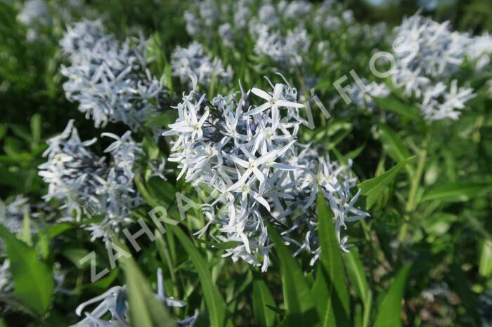 Amsónie tabernaemontana 'Blue Ice' - Amsonia tabernaemontana 'Blue Ice'