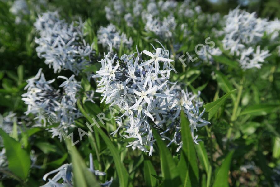 Amsónie tabernaemontana 'Blue Ice' - Amsonia tabernaemontana 'Blue Ice'