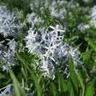 Amsónie tabernaemontana 'Blue Ice' - Amsonia tabernaemontana 'Blue Ice'