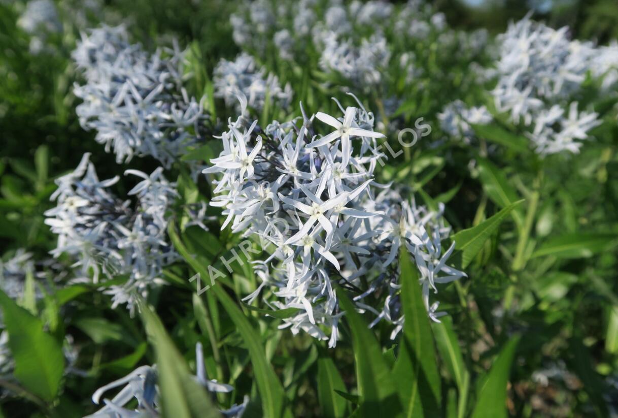 Amsónie tabernaemontana 'Blue Ice' - Amsonia tabernaemontana 'Blue Ice'