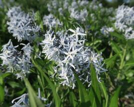 Amsónie tabernaemontana 'Blue Ice'
