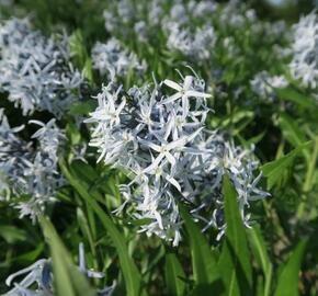 Amsónie tabernaemontana 'Blue Ice' - Amsonia tabernaemontana 'Blue Ice'