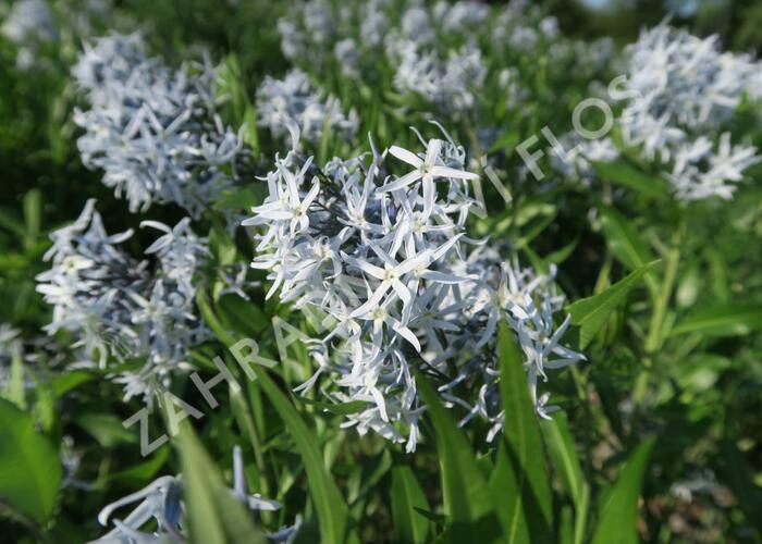 Amsónie tabernaemontana 'Blue Ice' - Amsonia tabernaemontana 'Blue Ice'