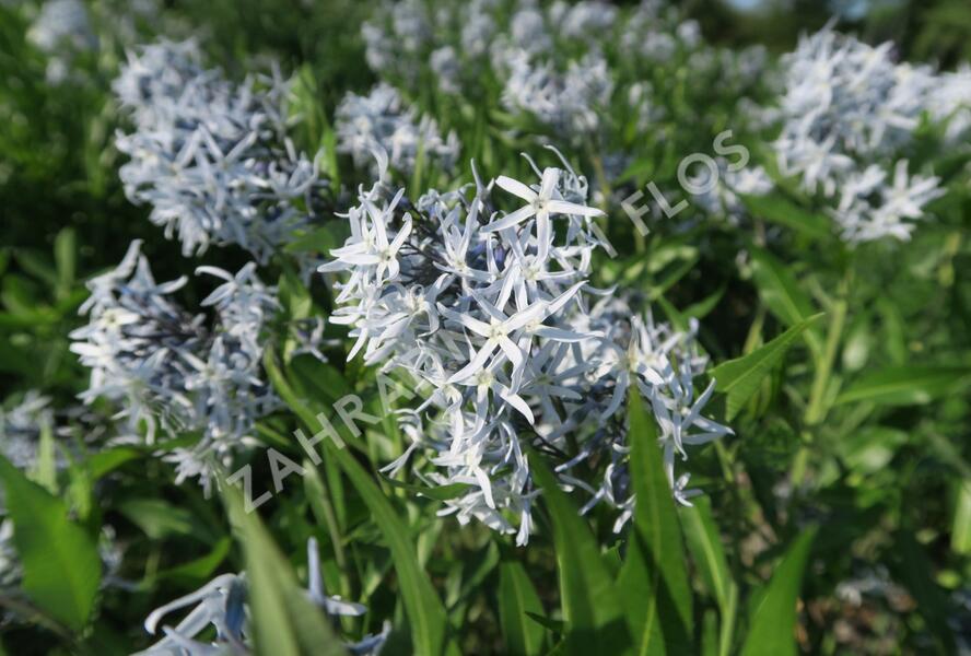 Amsónie tabernaemontana 'Blue Ice' - Amsonia tabernaemontana 'Blue Ice'