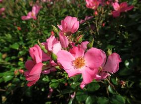 Růže mnohokvětá Kordes 'Felicitas' - Rosa MK 'Felicitas'