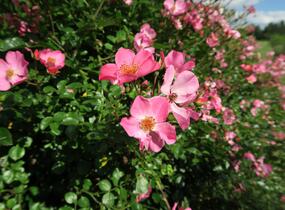 Růže mnohokvětá Kordes 'Felicitas' - Rosa MK 'Felicitas'