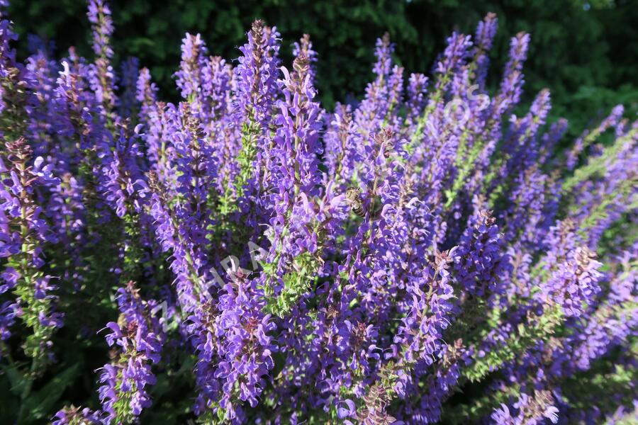 Šalvěj hajní 'Rügen' - Salvia nemorosa 'Rügen'