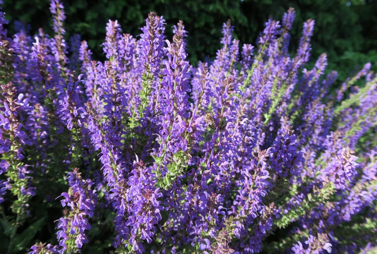 Šalvěj hajní 'Rügen' - Salvia nemorosa 'Rügen'