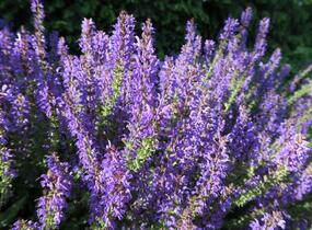 Šalvěj hajní 'Rügen' - Salvia nemorosa 'Rügen'