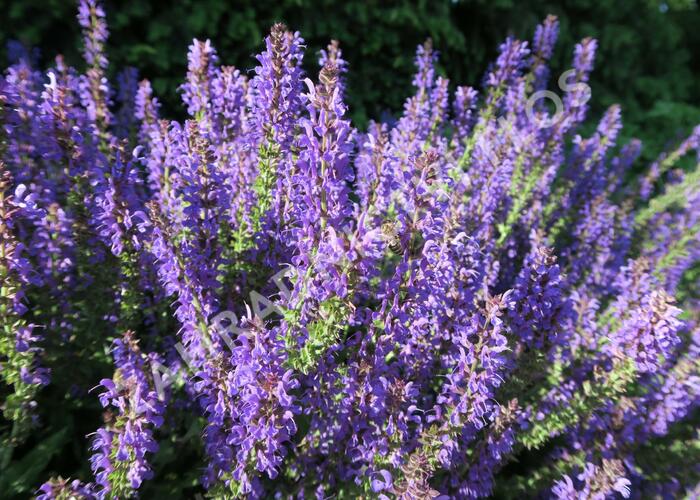 Šalvěj hajní 'Rügen' - Salvia nemorosa 'Rügen'