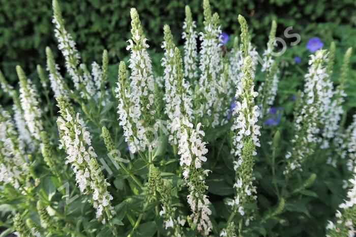 Šalvěj nádherná 'Merleau White' - Salvia superba 'Merleau White'
