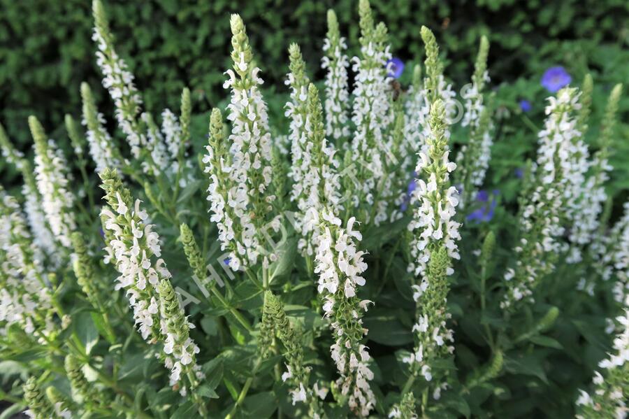 Šalvěj nádherná 'Merleau White' - Salvia superba 'Merleau White'