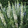 Šalvěj nádherná 'Merleau White' - Salvia superba 'Merleau White'