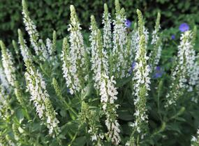 Šalvěj nádherná 'Merleau White' - Salvia superba 'Merleau White'