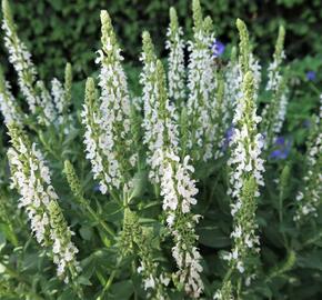 Šalvěj nádherná 'Merleau White' - Salvia superba 'Merleau White'