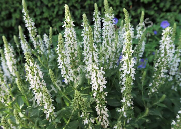 Šalvěj nádherná 'Merleau White' - Salvia superba 'Merleau White'