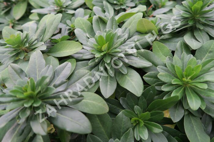 Pryšec mandloňovitý robbiae - Euphorbia amygdaloides ssp. robbiae