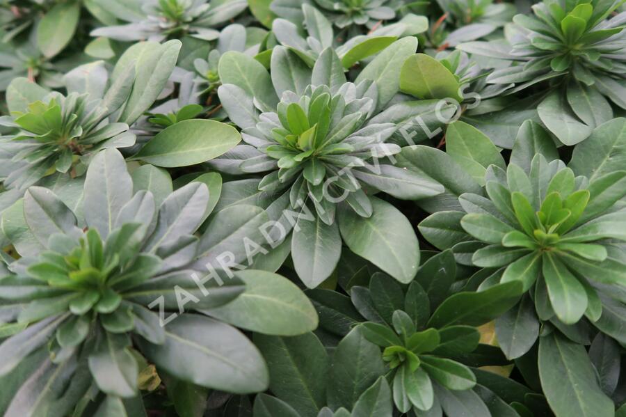 Pryšec mandloňovitý robbiae - Euphorbia amygdaloides ssp. robbiae