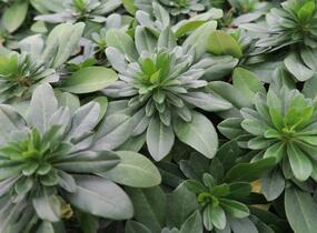 Pryšec mandloňovitý robbiae - Euphorbia amygdaloides ssp. robbiae