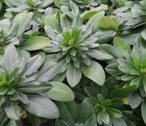 Pryšec mandloňovitý robbiae - Euphorbia amygdaloides ssp. robbiae