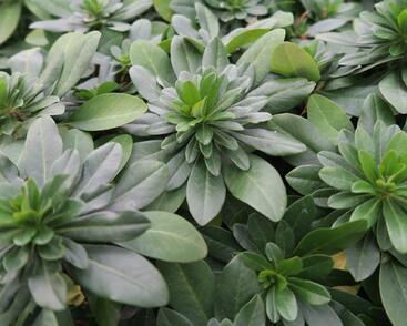 Pryšec mandloňovitý robbiae