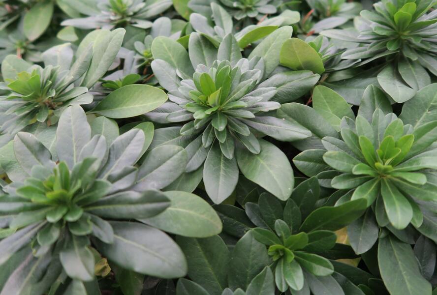 Pryšec mandloňovitý robbiae - Euphorbia amygdaloides ssp. robbiae