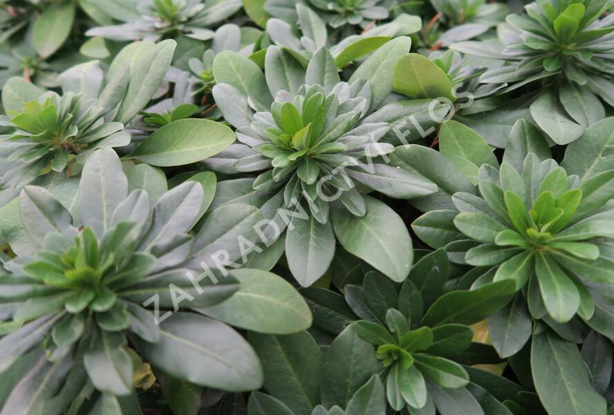 Pryšec mandloňovitý robbiae - Euphorbia amygdaloides ssp. robbiae