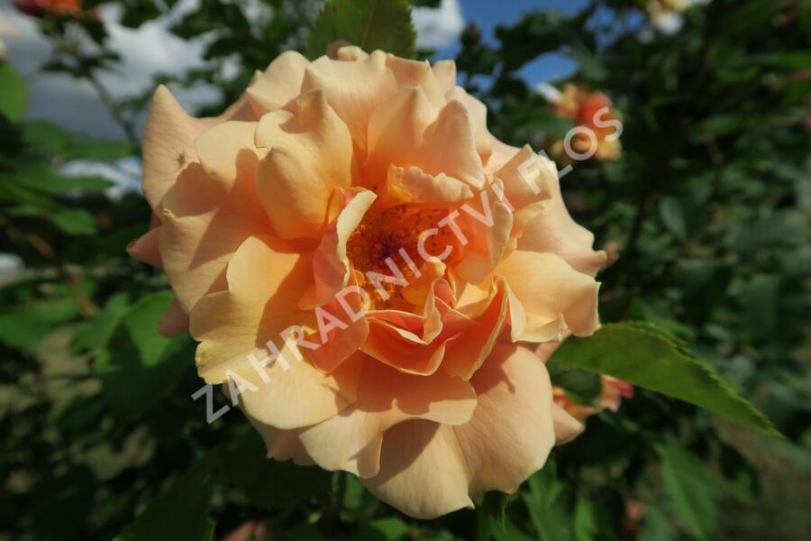 Růže mnohokvětá Kordes 'Caramella' - Rosa MK 'Caramella'