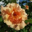 Růže mnohokvětá Kordes 'Caramella' - Rosa MK 'Caramella'