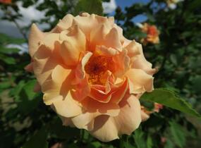 Růže mnohokvětá Kordes 'Caramella' - Rosa MK 'Caramella'