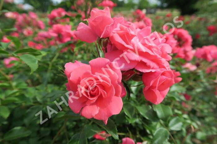 Růže mnohokvětá Kordes 'Bad Birnbach' - Rosa MK 'Bad Birnbach'