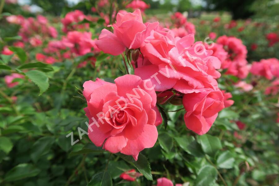 Růže mnohokvětá Kordes 'Bad Birnbach' - Rosa MK 'Bad Birnbach'
