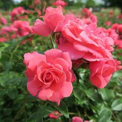 Růže mnohokvětá Kordes 'Bad Birnbach' - Rosa MK 'Bad Birnbach'