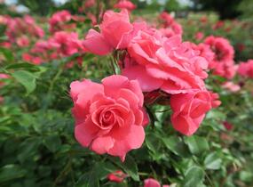 Růže mnohokvětá Kordes 'Bad Birnbach' - Rosa MK 'Bad Birnbach'