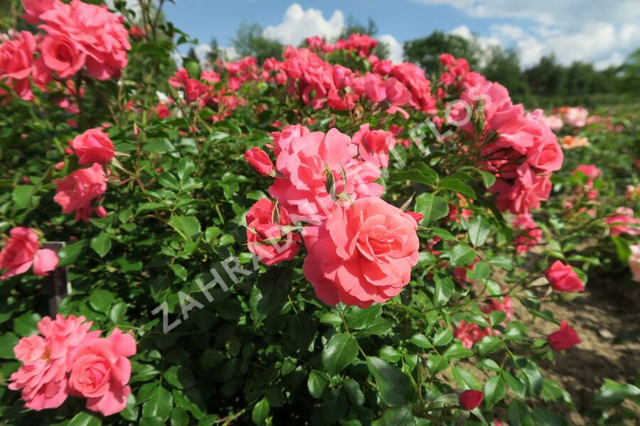 Růže mnohokvětá Kordes 'Bad Birnbach' - Rosa MK 'Bad Birnbach'