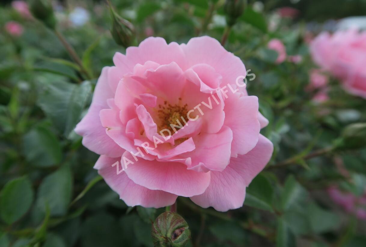 Růže mnohokvětá Kordes 'Sommerwind' - Rosa MK 'Sommerwind'