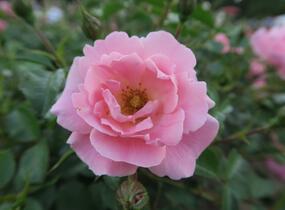 Růže mnohokvětá Kordes 'Sommerwind' - Rosa MK 'Sommerwind'