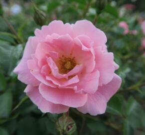 Růže mnohokvětá Kordes 'Sommerwind' - Rosa MK 'Sommerwind'