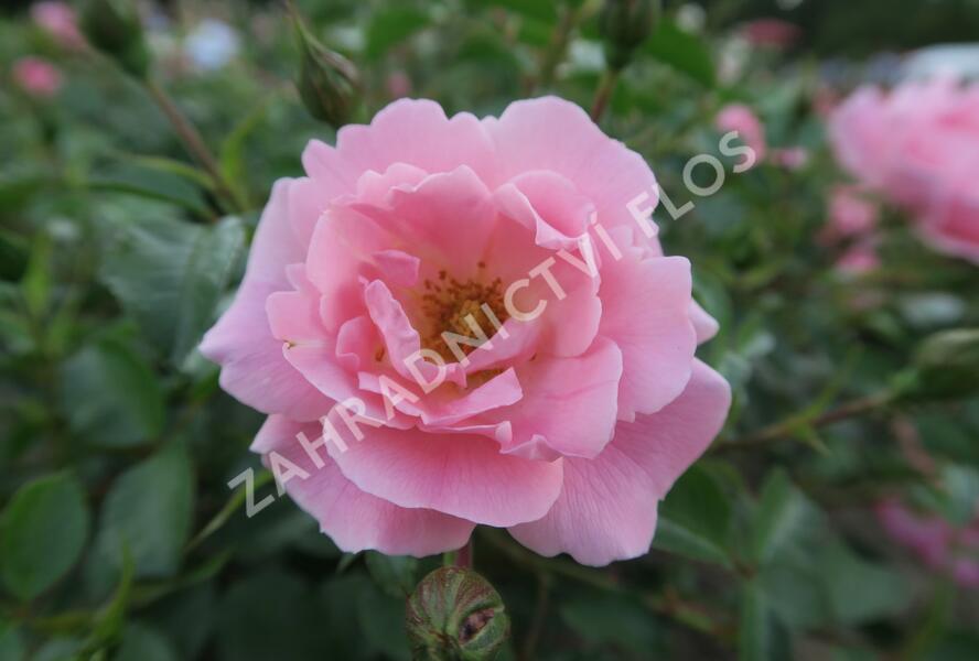 Růže mnohokvětá Kordes 'Sommerwind' - Rosa MK 'Sommerwind'