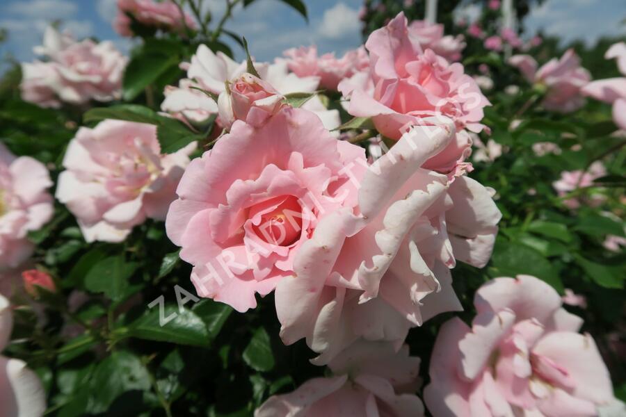 Růže mnohokvětá Kordes 'Sommerwind' - Rosa MK 'Sommerwind'