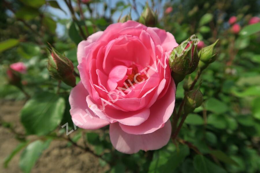 Růže mnohokvětá 'Milrose' - Rosa MK 'Milrose'