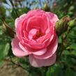 Růže mnohokvětá 'Milrose' - Rosa MK 'Milrose'