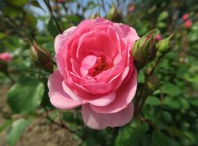 Růže mnohokvětá 'Milrose' - Rosa MK 'Milrose'