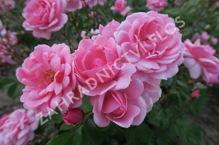 Růže mnohokvětá 'Milrose' - Rosa MK 'Milrose'