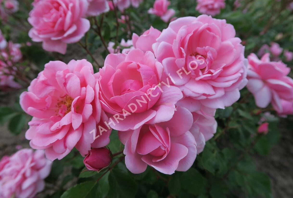 Růže mnohokvětá 'Milrose' - Rosa MK 'Milrose'