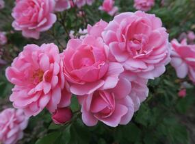 Růže mnohokvětá 'Milrose' - Rosa MK 'Milrose'
