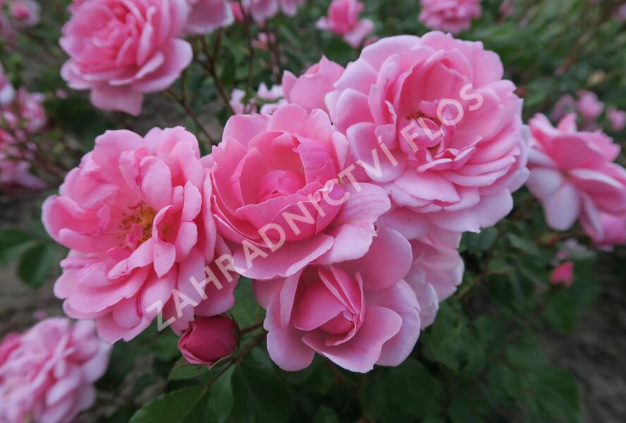 Růže mnohokvětá 'Milrose' - Rosa MK 'Milrose'