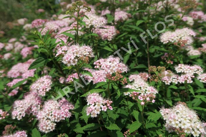 Tavolník japonský 'Alpina' - Spiraea japonica 'Alpina'