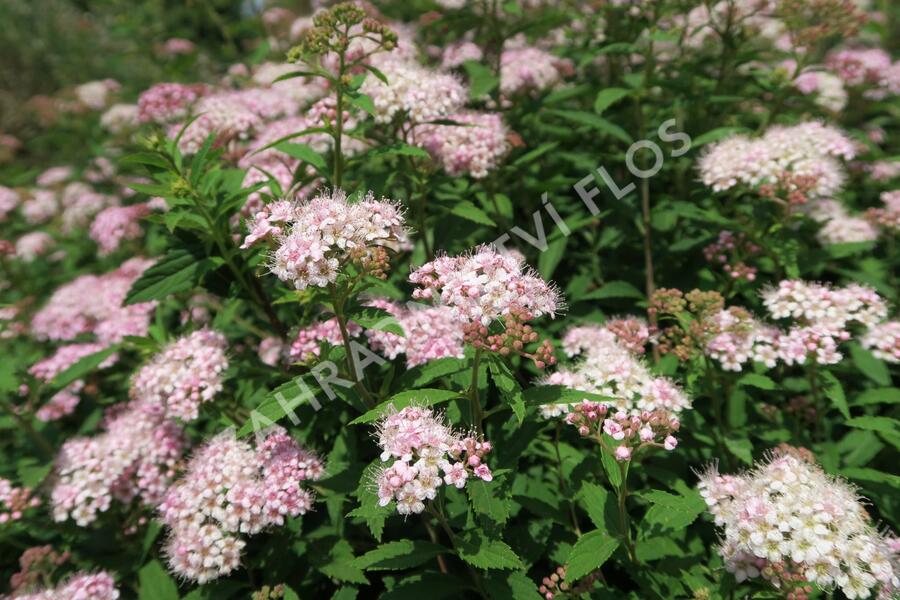 Tavolník japonský 'Alpina' - Spiraea japonica 'Alpina'